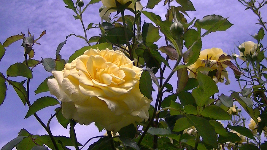 バラの花の写真5月19日柏の葉公園内バラ園にて・德應淳撮影・ 