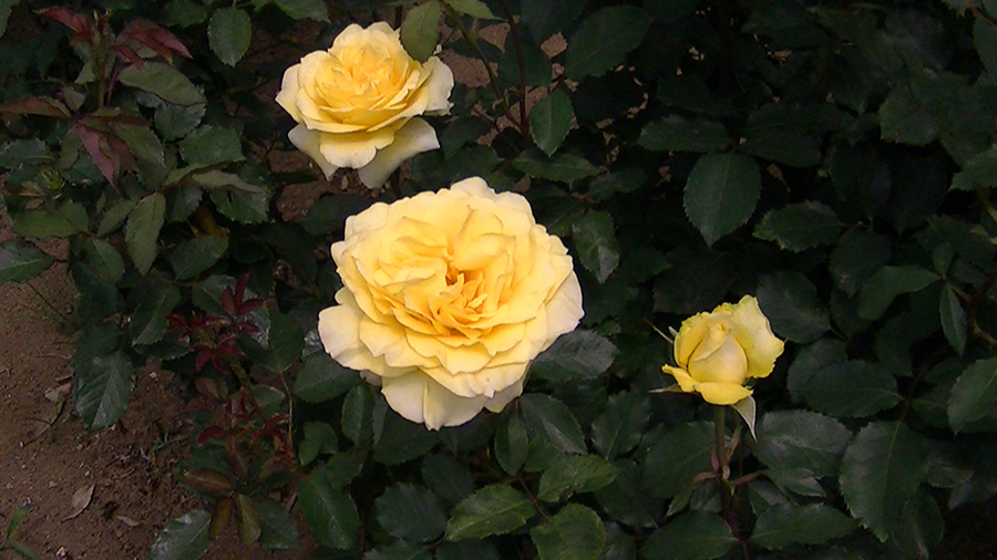 バラの花の写真5月19日柏の葉公園内バラ園にて・德應淳撮影・ 