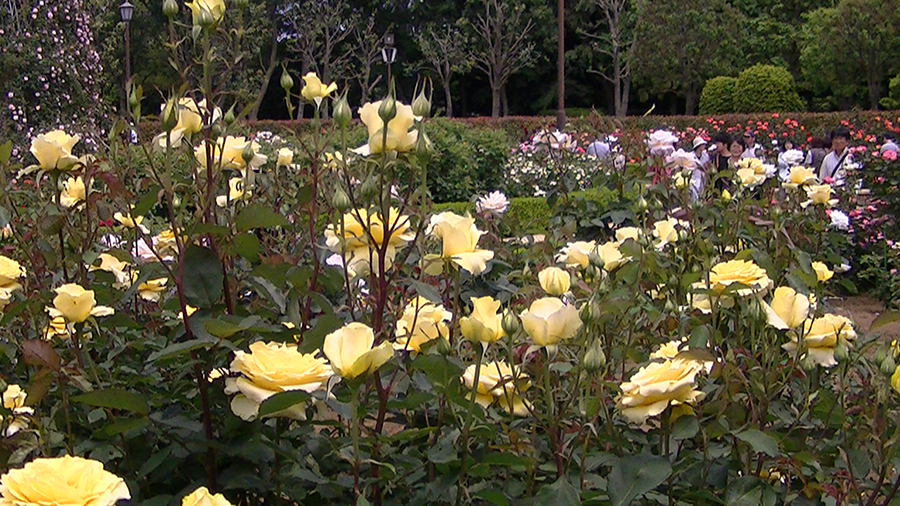 バラの花の写真5月19日柏の葉公園内バラ園にて・德應淳撮影・ 