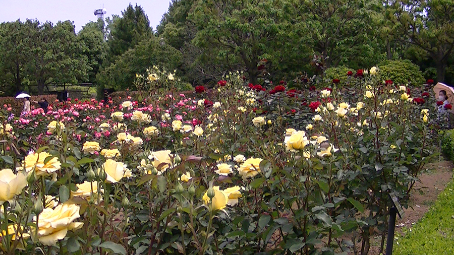 バラの花の写真5月19日柏の葉公園内バラ園にて・德應淳撮影・ 