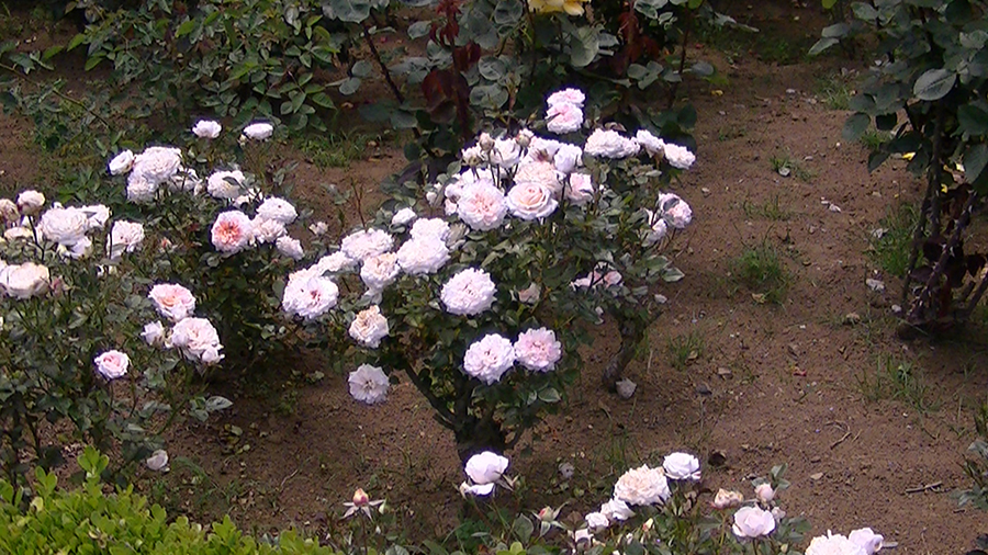 バラの花の写真5月19日柏の葉公園内バラ園にて・德應淳撮影・ 