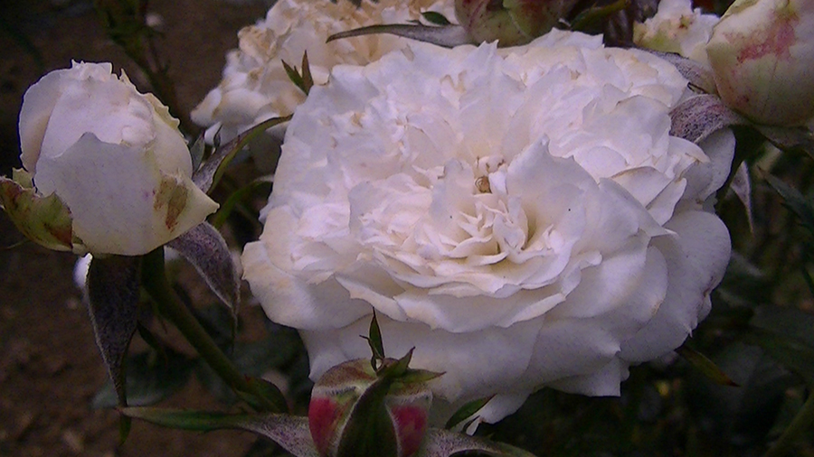 バラの花の写真5月19日柏の葉公園内バラ園にて・德應淳撮影・ 