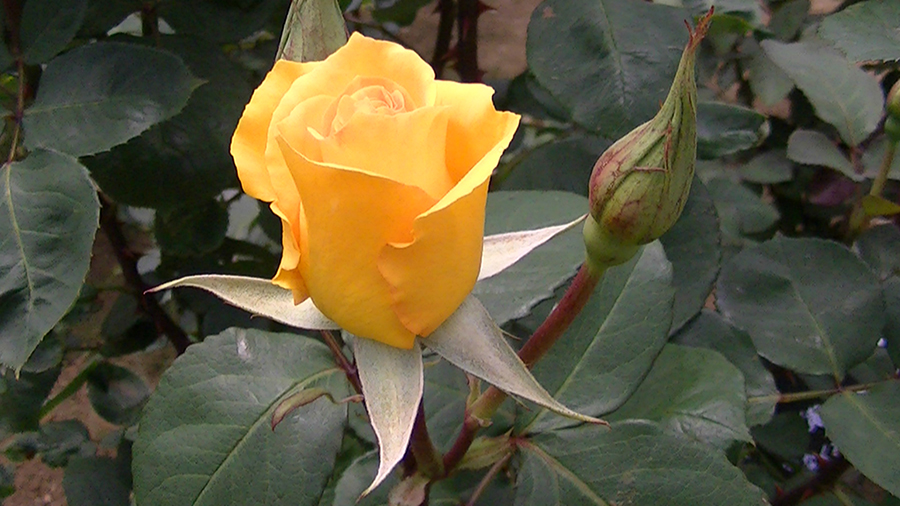 バラの花の写真5月19日柏の葉公園内バラ園にて・德應淳撮影・ 