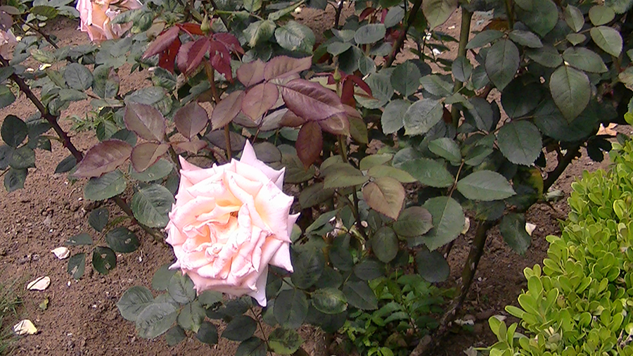 バラの花の写真5月19日柏の葉公園内バラ園にて・德應淳撮影・ 