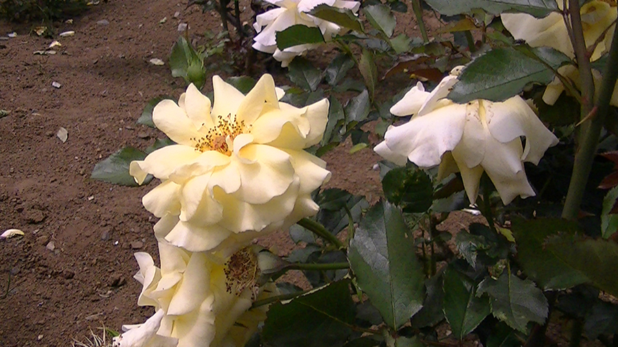 バラの花の写真5月19日柏の葉公園内バラ園にて・德應淳撮影・ 