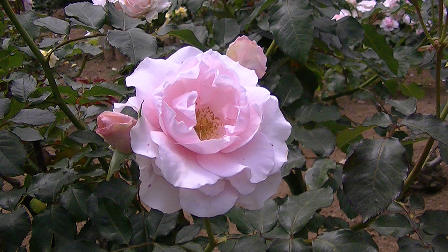 バラの花の写真5月19日柏の葉公園内バラ園にて・德應淳撮影・ 