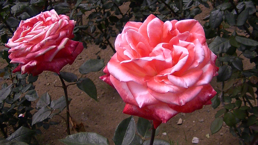 バラの花の写真5月19日柏の葉公園内バラ園にて・德應淳撮影・ 