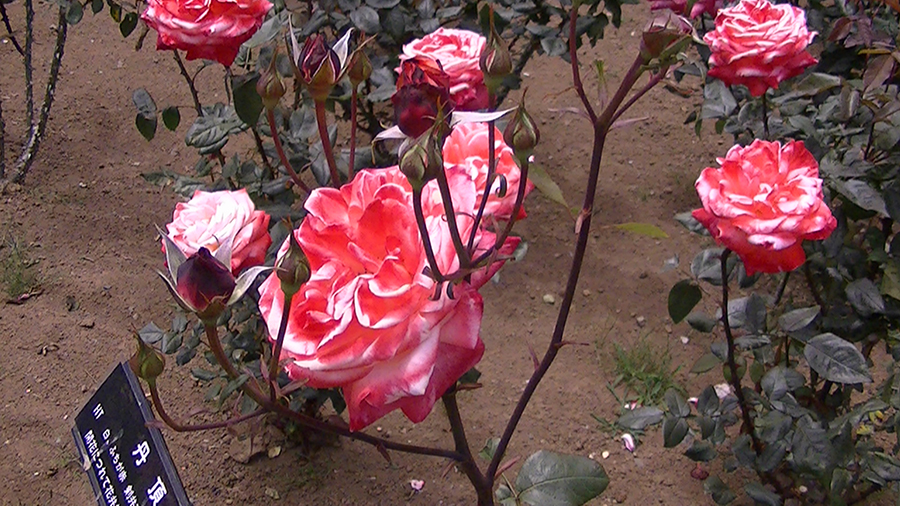 バラの花の写真5月19日柏の葉公園内バラ園にて・德應淳撮影・ 