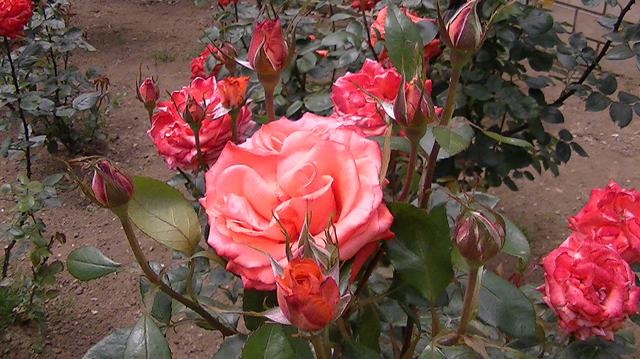 バラの花の写真5月19日柏の葉公園内バラ園にて・德應淳撮影・ 