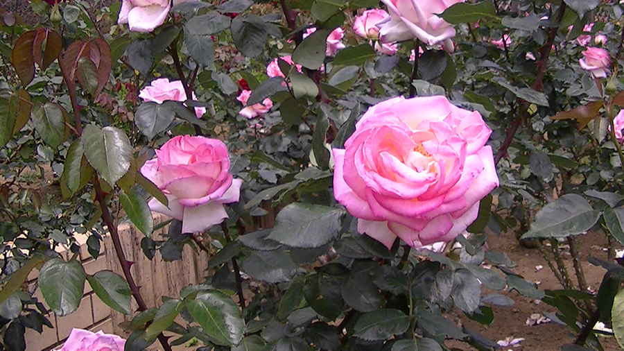 バラの花の写真5月19日柏の葉公園内バラ園にて・德應淳撮影・ 