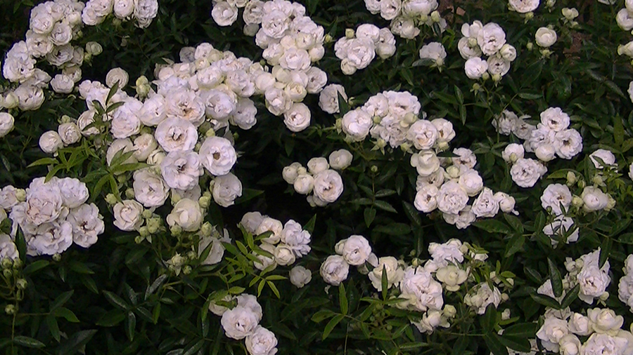 バラの花の写真5月19日柏の葉公園内バラ園にて・德應淳撮影・ 