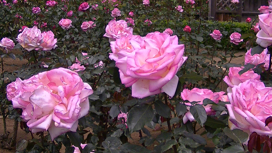 バラの花の写真5月19日柏の葉公園内バラ園にて・德應淳撮影・ 