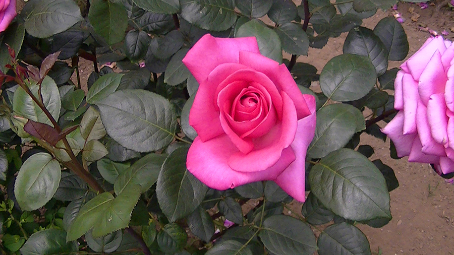 バラの花の写真5月19日柏の葉公園内バラ園にて・德應淳撮影・ 