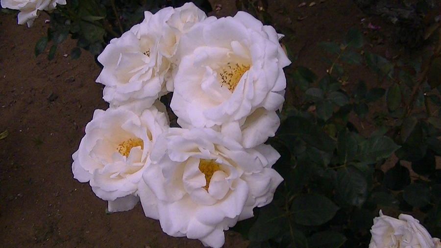 バラの花の写真5月19日柏の葉公園内バラ園にて・德應淳撮影・ 