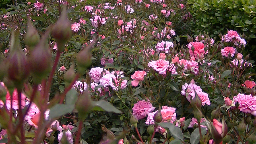 バラの花の写真5月19日柏の葉公園内バラ園にて・德應淳撮影・ 