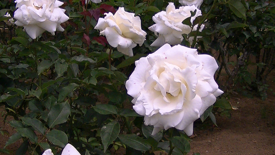 バラの花の写真5月19日柏の葉公園内バラ園にて・德應淳撮影・ 