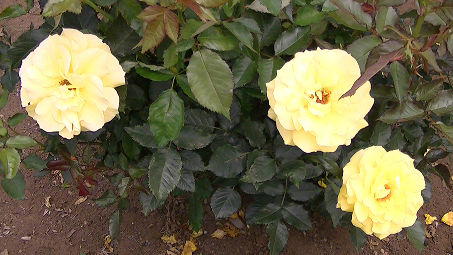 バラの花の写真5月19日柏の葉公園内バラ園にて・德應淳撮影・ 