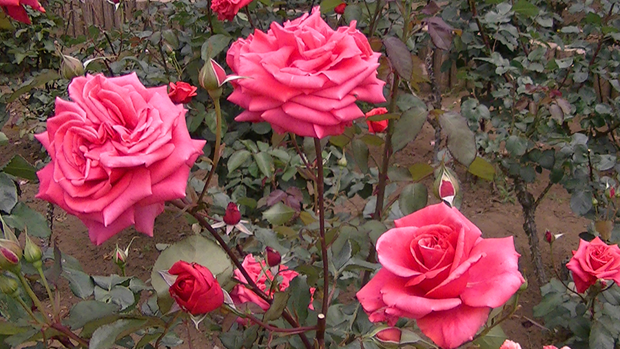 バラの花の写真5月19日柏の葉公園内バラ園にて・德應淳撮影・ 