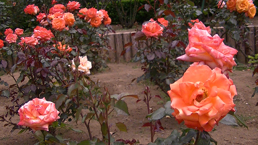 バラの花の写真5月19日柏の葉公園内バラ園にて・德應淳撮影・ 