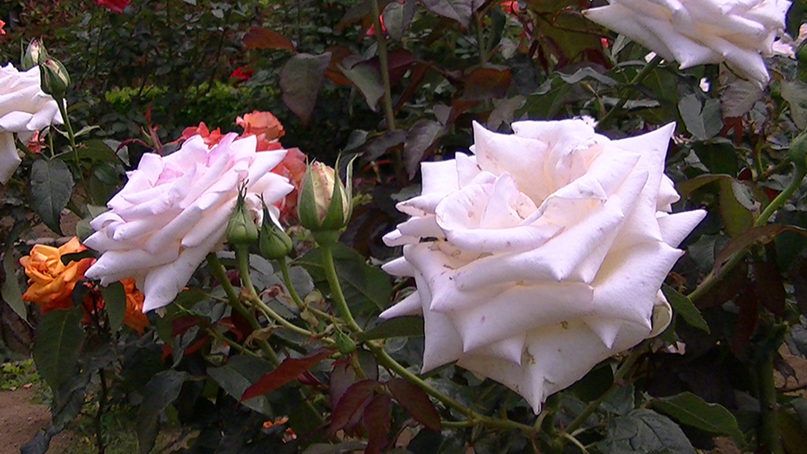 バラの花の写真5月19日柏の葉公園内バラ園にて・德應淳撮影・ 