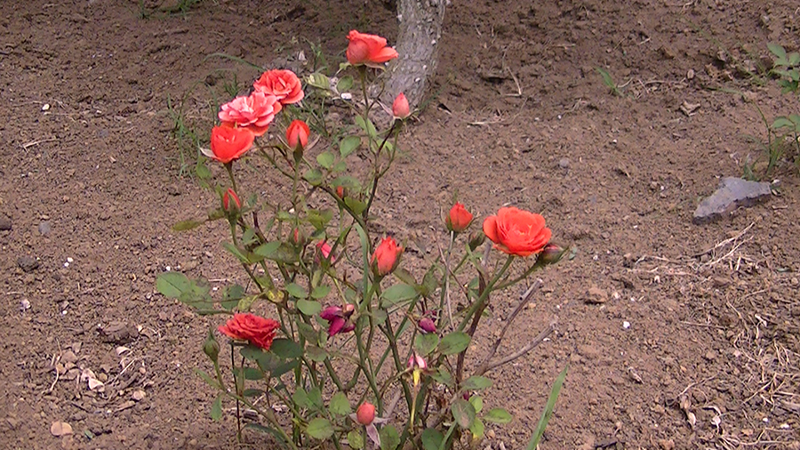 バラの花の写真5月19日柏の葉公園内バラ園にて・德應淳撮影・ 