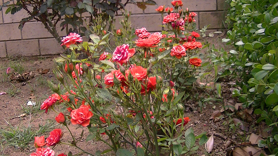 バラの花の写真5月19日柏の葉公園内バラ園にて・德應淳撮影・ 