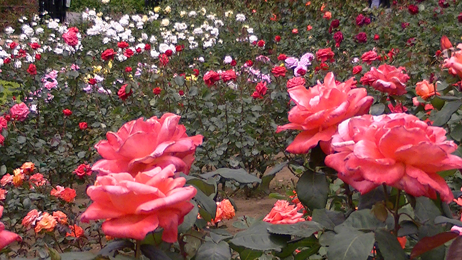 バラの花の写真5月19日柏の葉公園内バラ園にて・德應淳撮影・ 