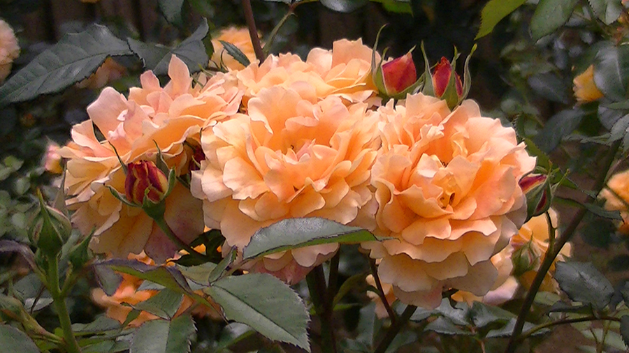 バラの花の写真5月19日柏の葉公園内バラ園にて・德應淳撮影・ 