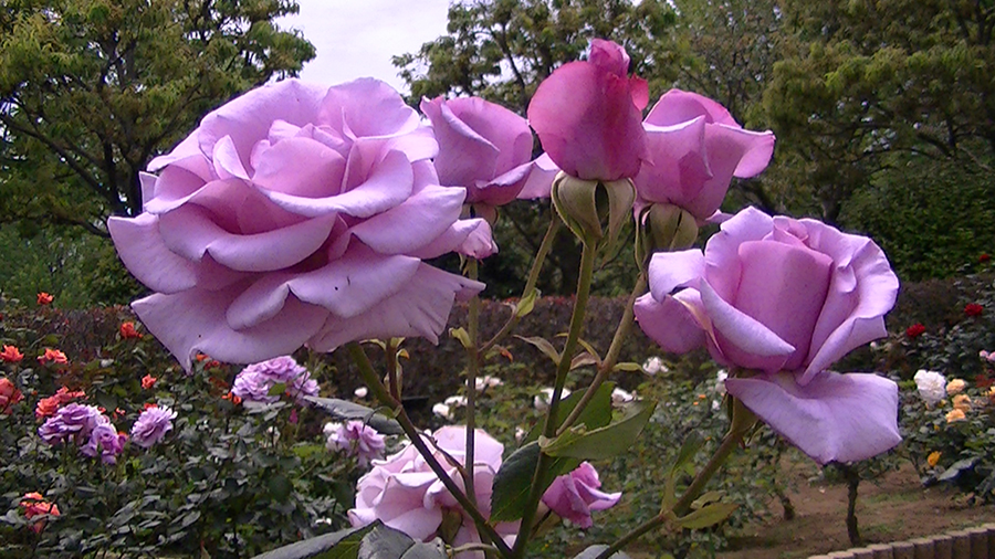 バラの花の写真5月19日柏の葉公園内バラ園にて・德應淳撮影・ 