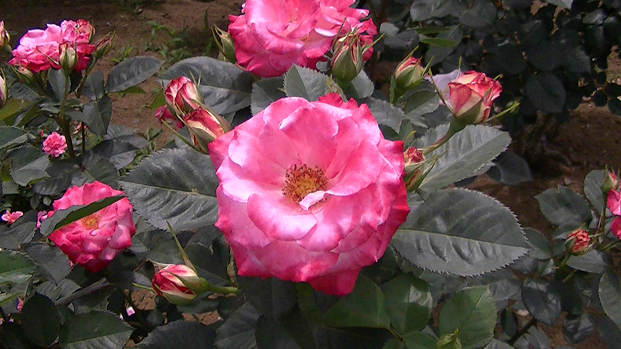 バラの花の写真5月19日柏の葉公園内バラ園にて・德應淳撮影・ 