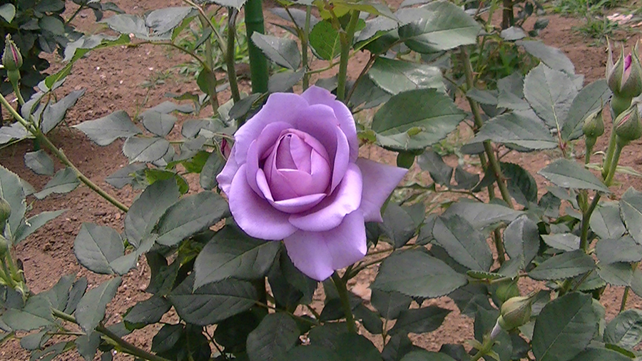 バラの花の写真5月19日柏の葉公園内バラ園にて・德應淳撮影・ 