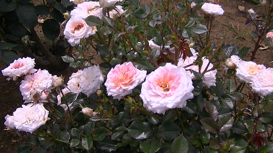 バラの花の写真5月19日柏の葉公園内バラ園にて・德應淳撮影・ 