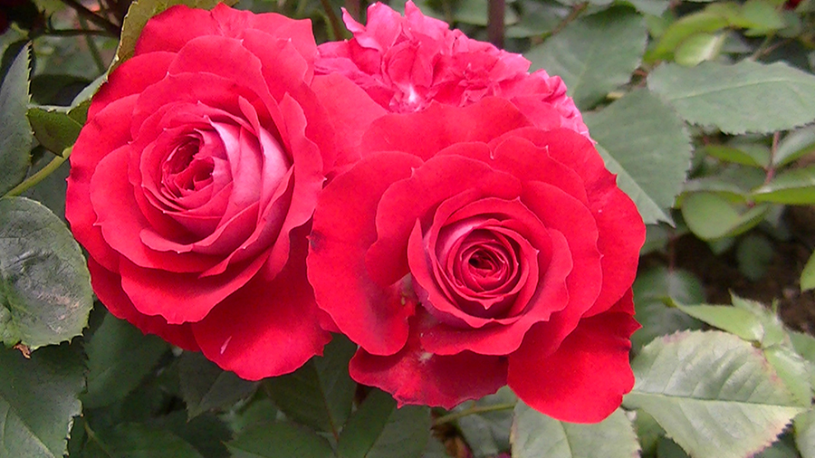 バラの花の写真5月19日柏の葉公園内バラ園にて・德應淳撮影・ 