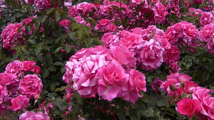 バラの花の写真5月19日柏の葉公園内バラ園にて・德應淳撮影・ 