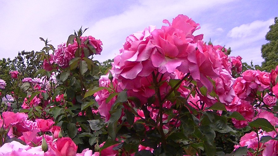 バラの花の写真5月19日柏の葉公園内バラ園にて・德應淳撮影・ 