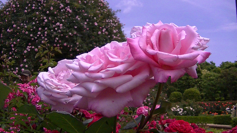 バラの花の写真5月19日柏の葉公園内バラ園にて・德應淳撮影・ 