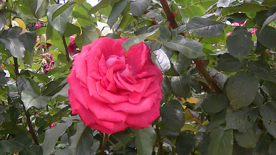 バラの花の写真5月19日柏の葉公園内バラ園にて・德應淳撮影・ 