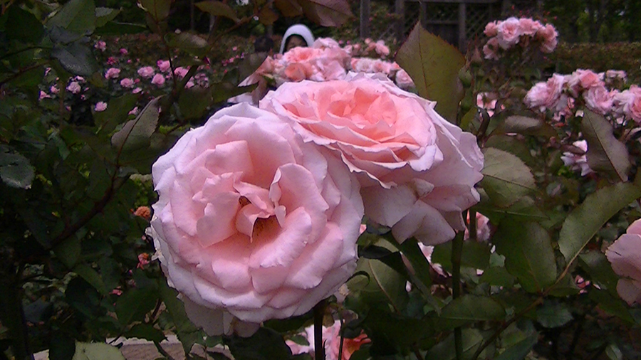 バラの花の写真5月19日柏の葉公園内バラ園にて・德應淳撮影・ 