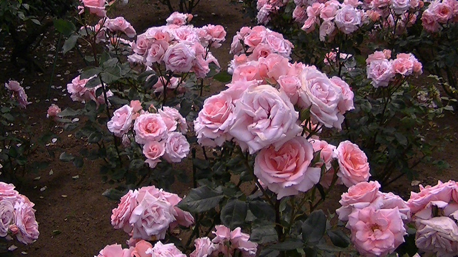 バラの花の写真5月19日柏の葉公園内バラ園にて・德應淳撮影・ 