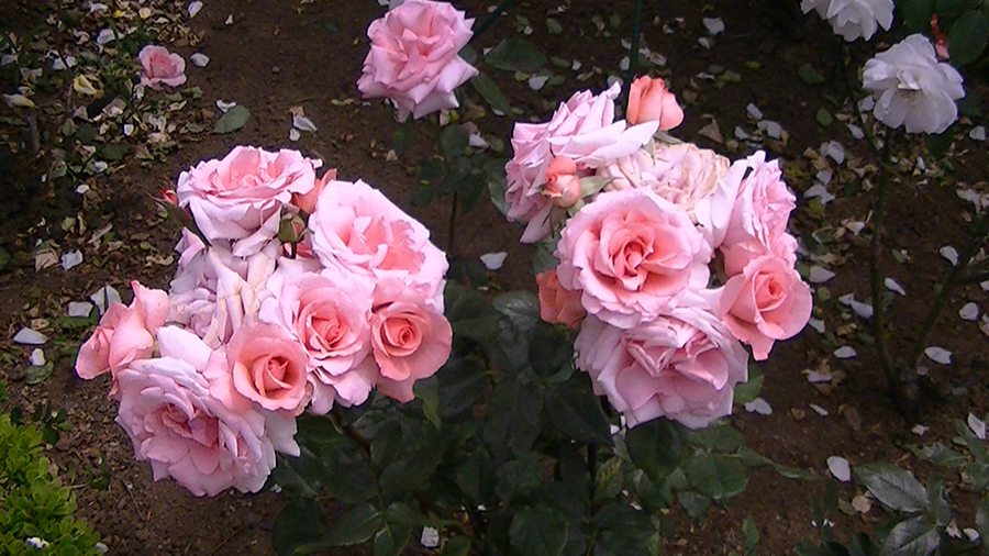 バラの花の写真5月19日柏の葉公園内バラ園にて・德應淳撮影・ 