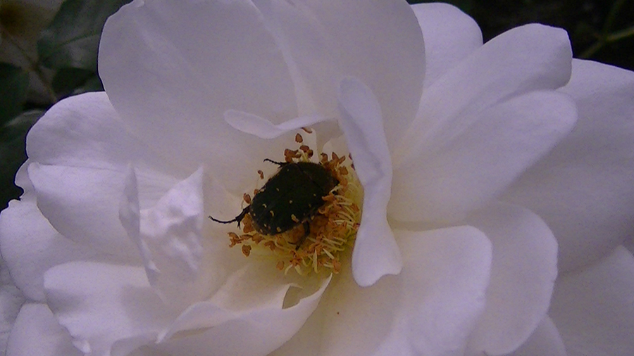 バラの花の写真5月19日柏の葉公園内バラ園にて・德應淳撮影・ 