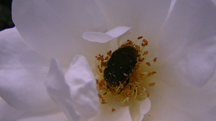 バラの花の写真5月19日柏の葉公園内バラ園にて・德應淳撮影・ 