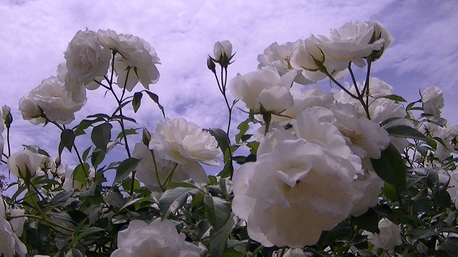 バラの花の写真5月19日柏の葉公園内バラ園にて・德應淳撮影・ 