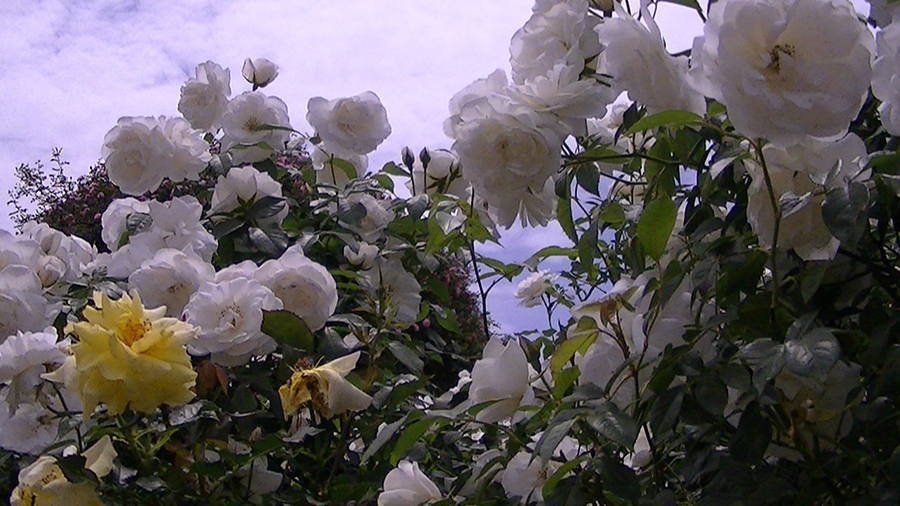 バラの花の写真5月19日柏の葉公園内バラ園にて・德應淳撮影・ 