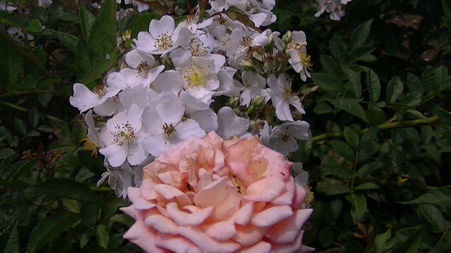 バラの花の写真5月19日柏の葉公園内バラ園にて・德應淳撮影・ 