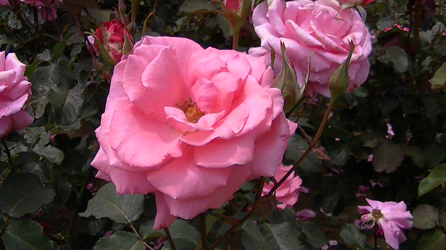 バラの花の写真5月19日柏の葉公園内バラ園にて・德應淳撮影・ 