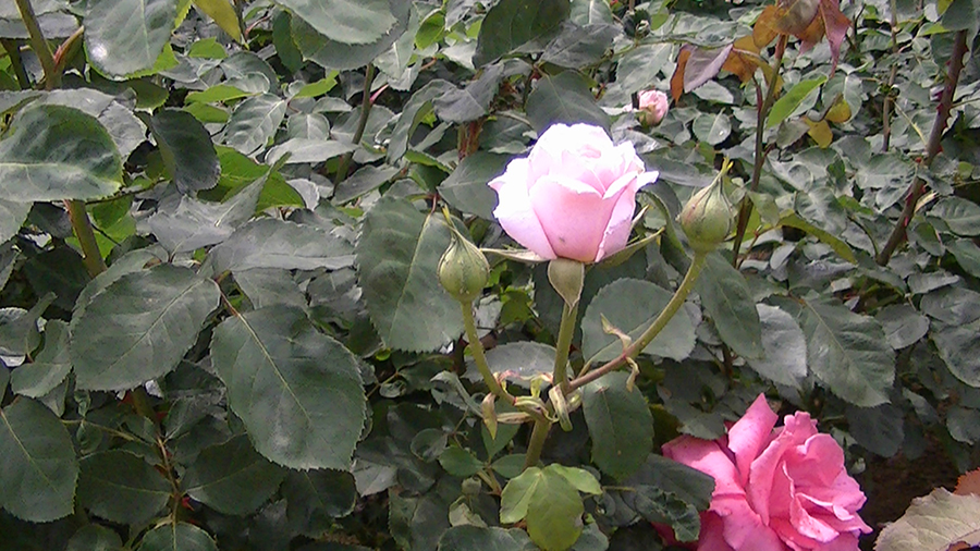 バラの花の写真5月19日柏の葉公園内バラ園にて・德應淳撮影・ 