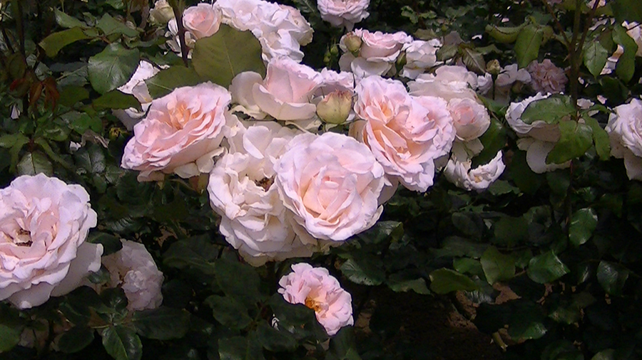 バラの花の写真5月19日柏の葉公園内バラ園にて・德應淳撮影・ 