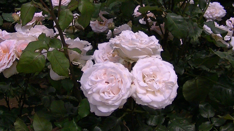 バラの花の写真5月19日柏の葉公園内バラ園にて・德應淳撮影・ 