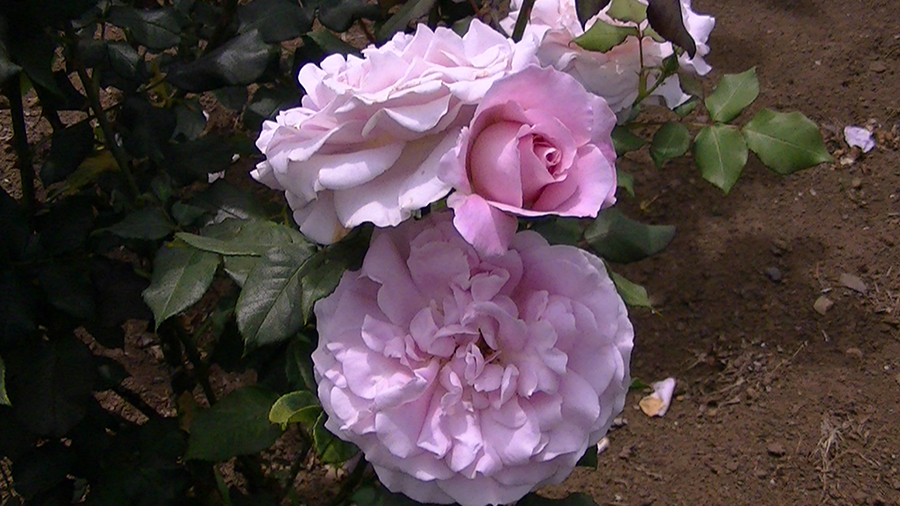 バラの花の写真5月19日柏の葉公園内バラ園にて・德應淳撮影・ 